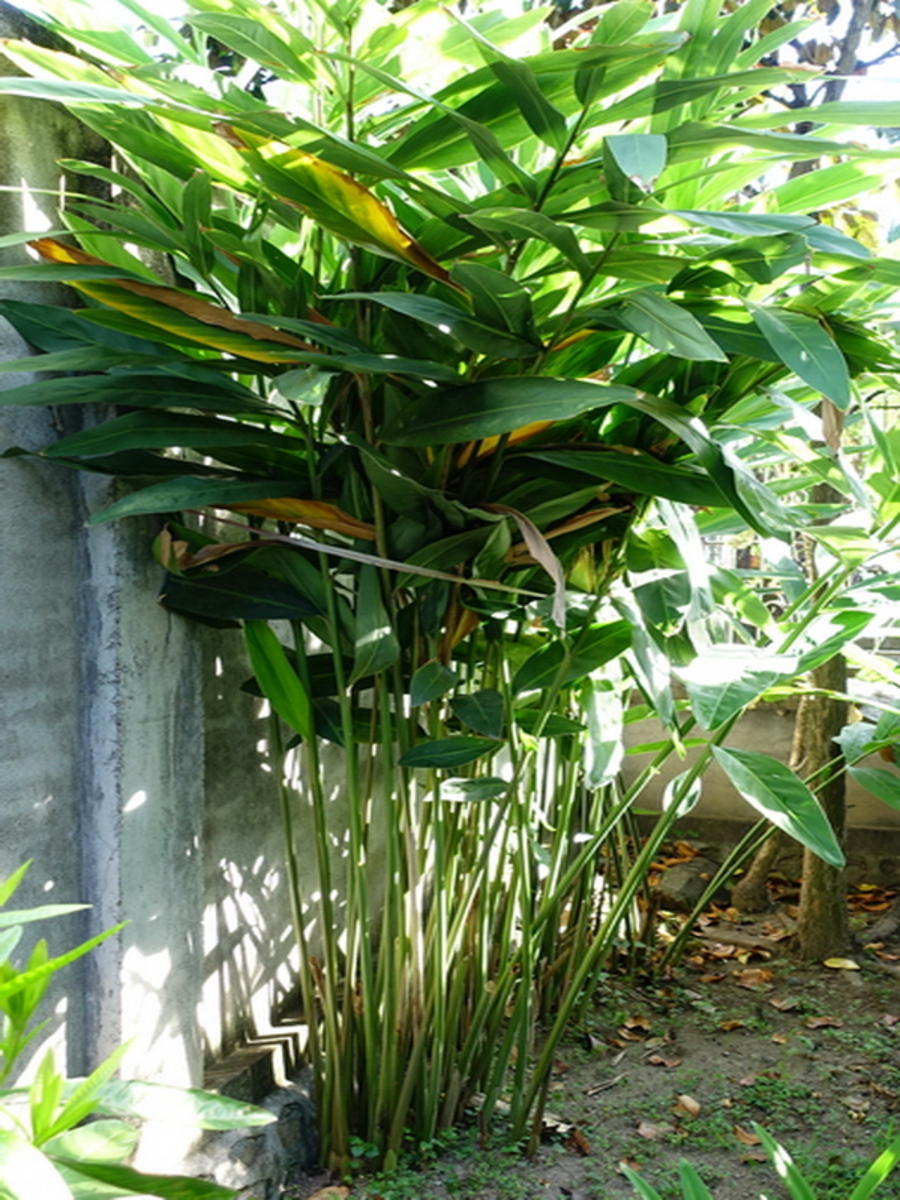 Galgant, Verwendung und Verarbeitung Tipp kochbar.de