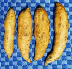 Süßkartoffeln - Tip