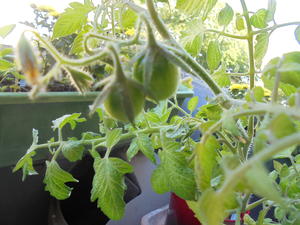 Tomatenpflanzen selber ziehen - Tip