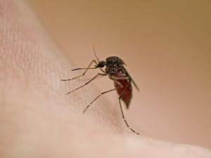 Mückenstiche am besten mit Hausmitteln behandeln - Tip