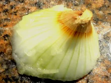 ZWIEBELN fallen beim reiben nicht mehr auseinander ... - Tip