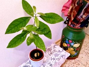 Avocado-Kerne - Tip