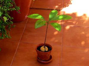 Avocado-Kerne - Tip