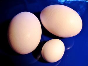 Welche Eier-Größe zum Backen? - Tip