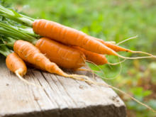 Karotten lagern – vom Kühlschrank bis zur Erdmiete - Tip