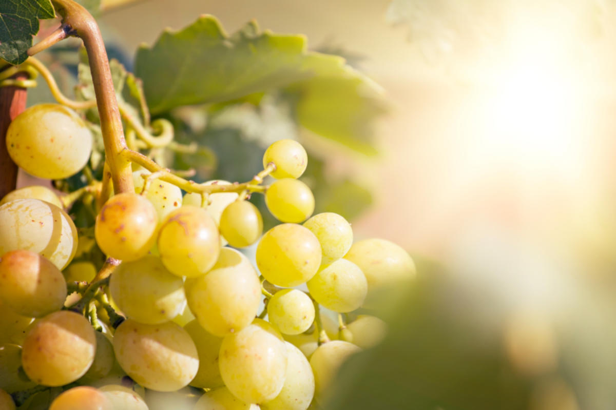Weinreben pflanzen so erhalten Sie eine gute Ernte Tipp kochbar.de