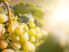 Weinreben pflanzen: so erhalten Sie eine gute Ernte - Tip