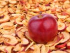 Äpfel trocknen – manchmal genügt ein Bindfaden - Tip