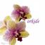 Profilbild von orkide