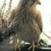 Benutzerbild von Ladyfalke