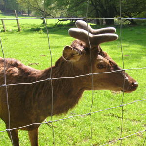 Funnymaus2011