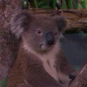 MrKoala