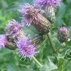 Distel