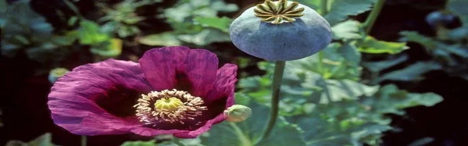 Benutzerbanner von hyhley