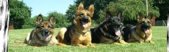 Benutzerbanner von caarlohund