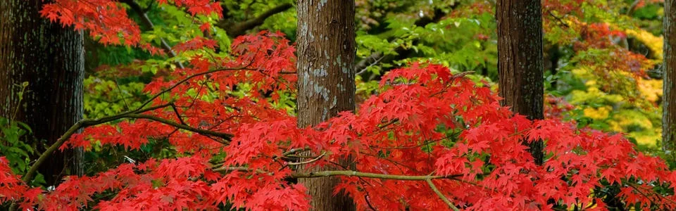 Benutzerbanner von lotteschneck
