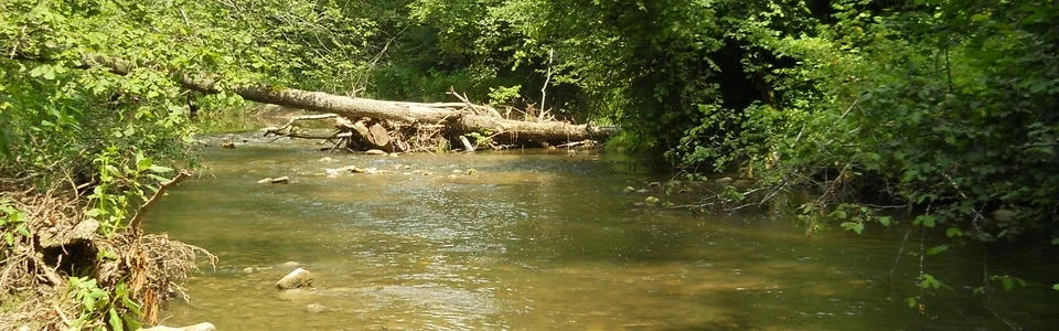 Benutzerbanner von connypf