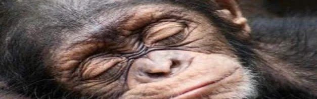 Benutzerbanner von Irene61