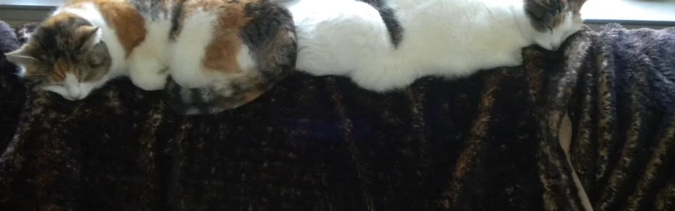 Benutzerbanner von bokoch