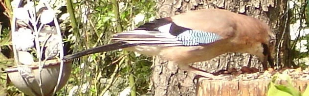 Benutzerbanner von biggipu