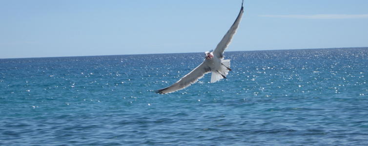 Benutzerbanner von eagle-Peter