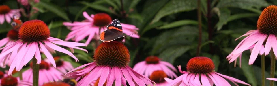 Benutzerbanner von ayse82