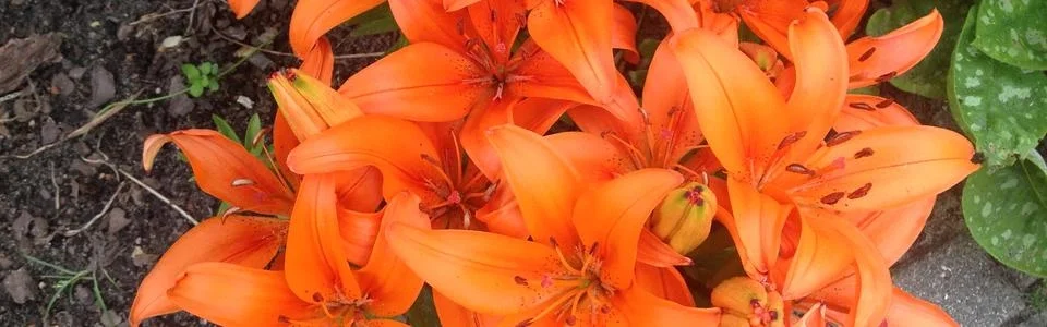 Benutzerbanner von elfenike