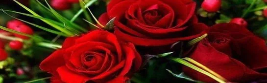 Benutzerbanner von suessebiene84