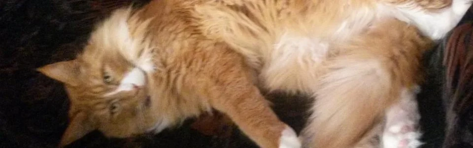 Benutzerbanner von Dreamcoon