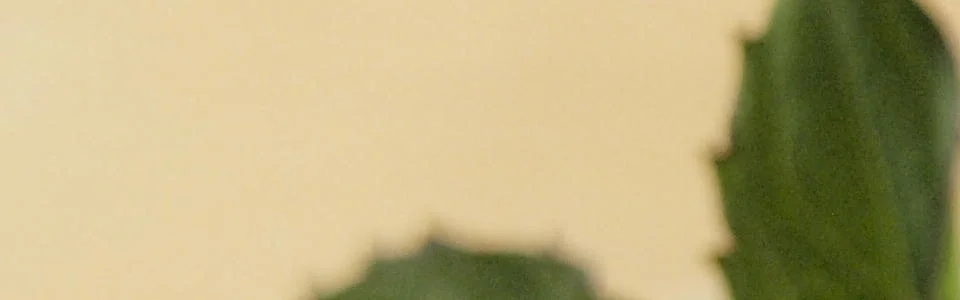 Benutzerbanner von Lady-Foxy