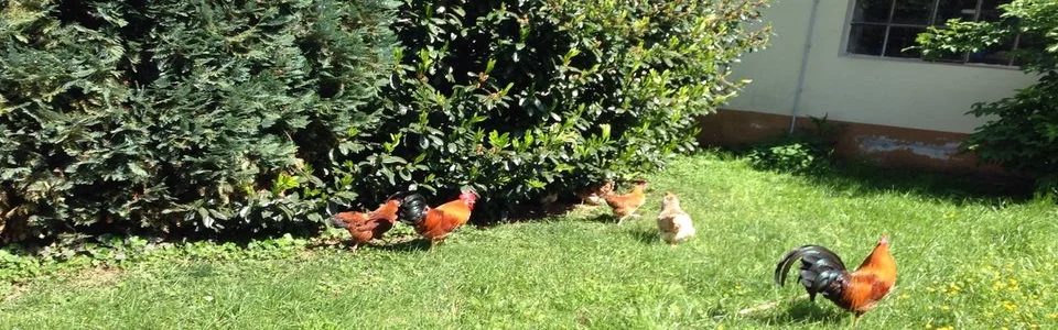 Benutzerbanner von Minevra