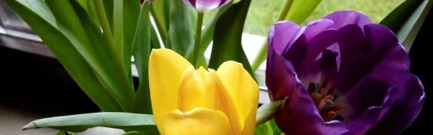 Benutzerbanner von sternschnuppe23