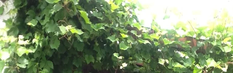 Benutzerbanner von EmuLu