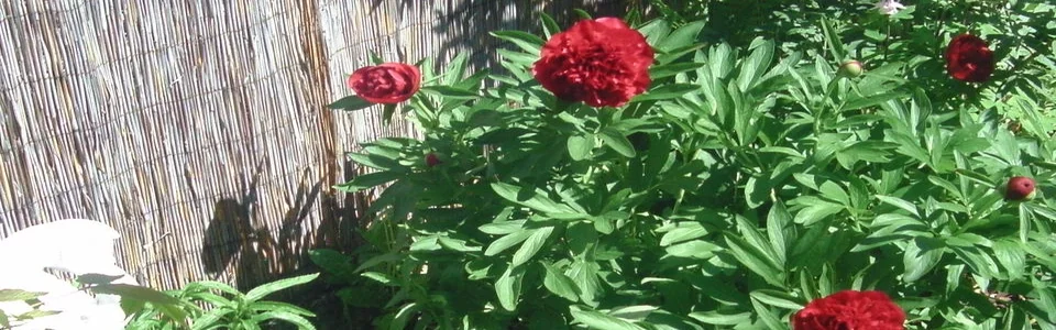 Benutzerbanner von Sunnyfee