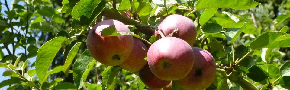 Benutzerbanner von xanya313