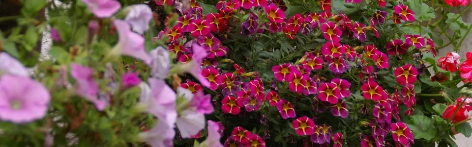 Benutzerbanner von Spatzi64