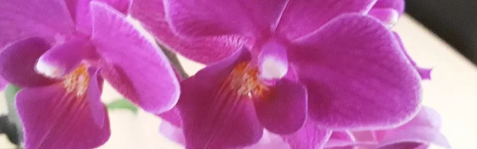 Benutzerbanner von annabella99