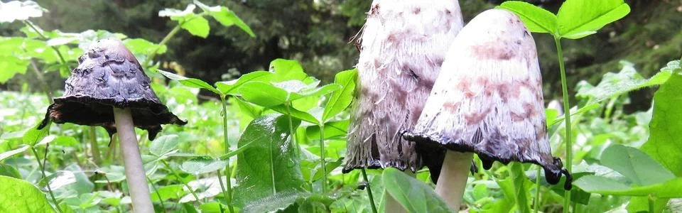 Benutzerbanner von Harz-Wusel