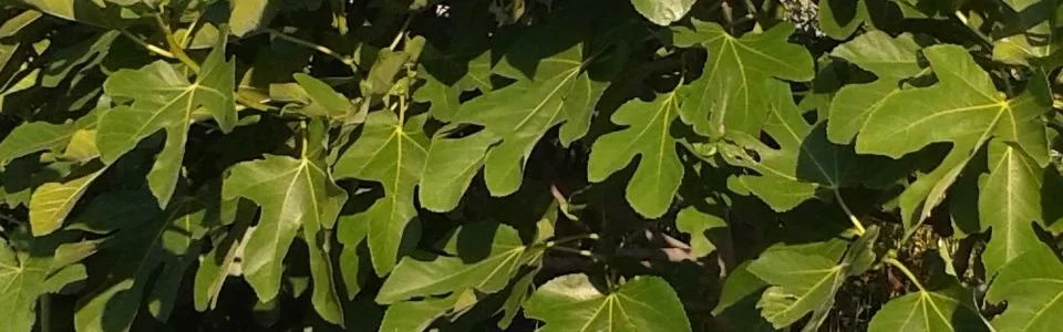 Benutzerbanner von AZap