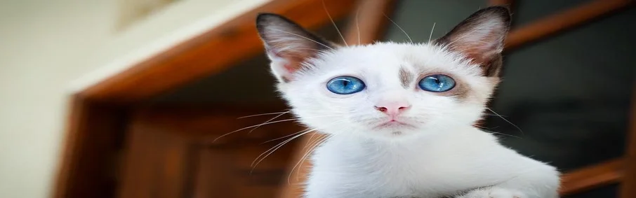 Benutzerbanner von steffimaus1234