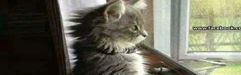 Benutzerbanner von Schmetterling4