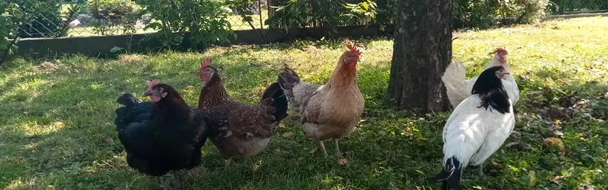 Benutzerbanner von zirberl