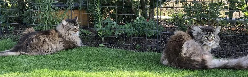 Benutzerbanner von hannibal1