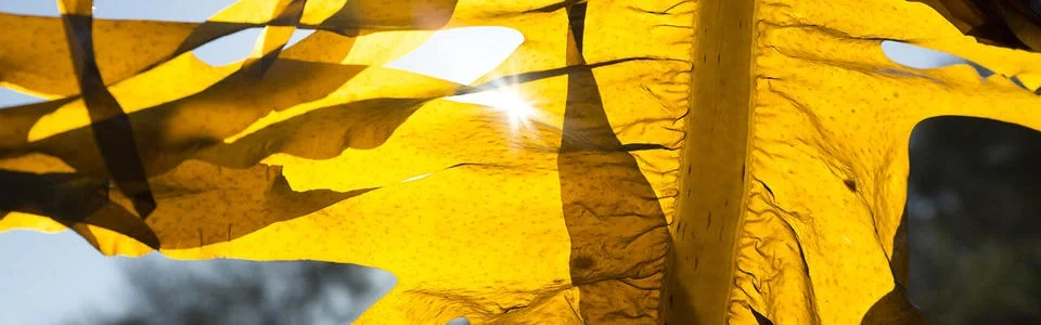 Benutzerbanner von Algamar