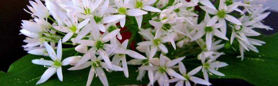 Benutzerbanner von mimi