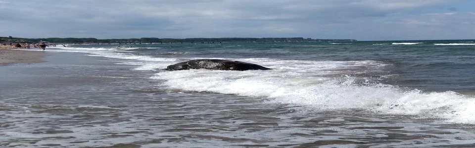 Benutzerbanner von StiniFritzi