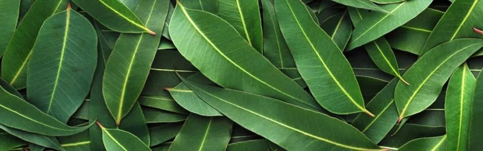 Benutzerbanner von MrKoala