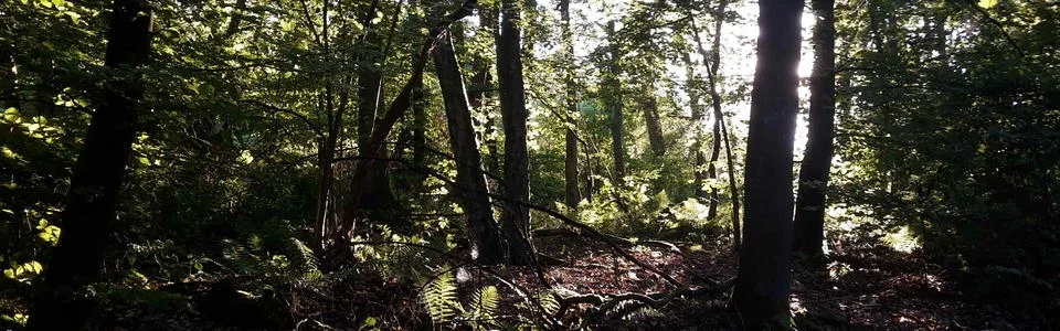 Benutzerbanner von Rouven