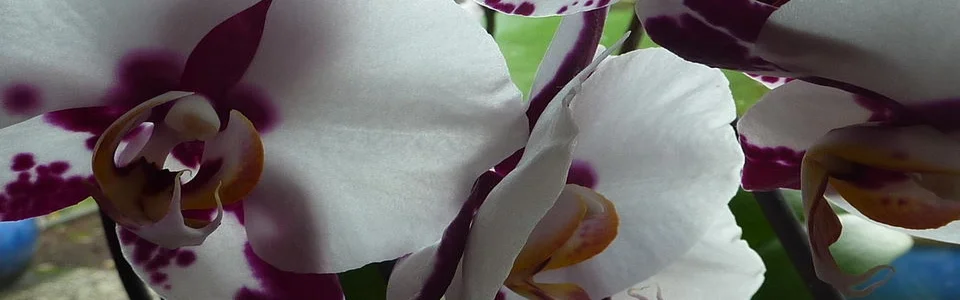 Benutzerbanner von BK858