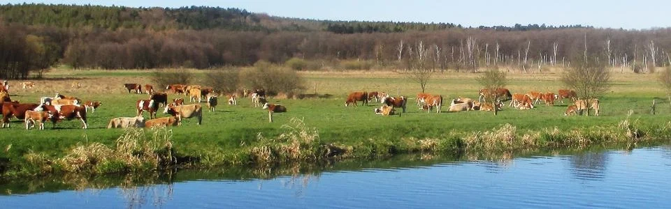 Benutzerbanner von GreteDrafz